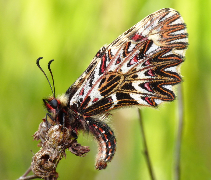 Zerynthia : Zerynthia cassandra